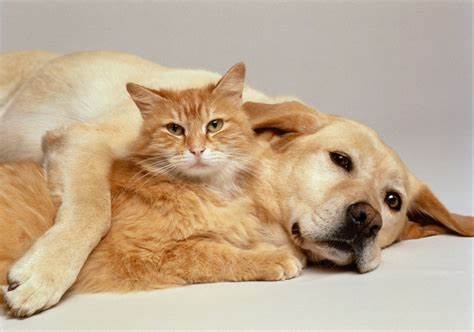 Gato e cachorro juntos