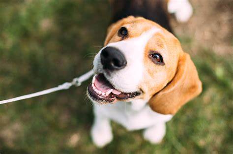 Cachorro feliz após o tratamento estético